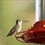 Hummingbird Food Hummingbird Food