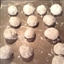 Italian Snowball Cookies Or Russian Tea Cakes Italian Snowball Cookies Or Russian Tea Cakes