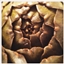 Italian Steamed Artichokes Italian Steamed Artichokes