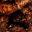 Jerk Chicken