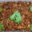 Kothmir ka Kheema