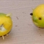 Lemony Pigs