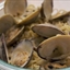Linguine with Clam Sauce Linguine with Clam Sauce