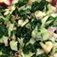 Massaged Kale Salad