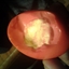 Northen Cali Style Pickled Eggs 