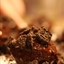 Oreo Truffles Oreo Truffles