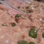 Pasta with Salmon Cream Sauce