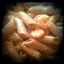 Penne Gorgonzola with Shrimp Recipe Penne Gorgonzola with Shrimp Recipe