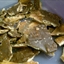 Pine Bark