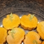 Pumpkin Cheesecake w/a ginger cookie crust