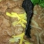 Refried Beans with Cheese