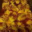 Ricotta Stuffed Shells