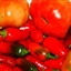 Roasted Jalapeno Salsa Roasted Jalapeno Salsa