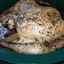 Rotisserie Style Crock Pot Chicken