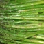 Sauteed Asparagus