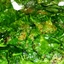 Sauteed Spinach Sauteed Spinach