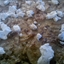 Scalloped Potatoes with Goat Cheese And Herbs De Province 