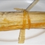 Shredded Meat Tamales