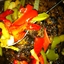 Sizzling Steak with Roasted Vegetables