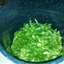 SPINACH DIP SPINACH DIP