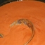 Steve's Tomato-Basil Soup