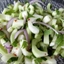 Thai Cucumber Salad 1