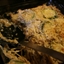 Turkey Tetrazzini
