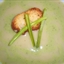 Vichyssoise (Cold Potato Soup) Vichyssoise (Cold Potato Soup)